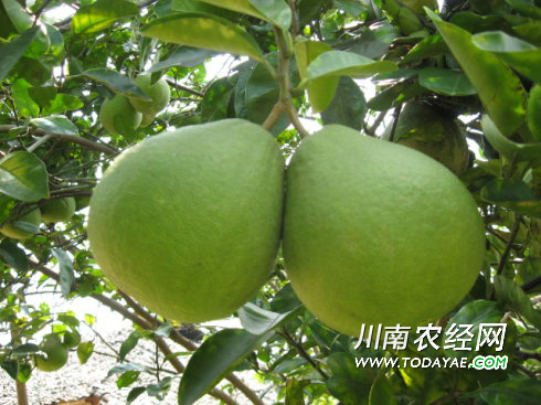 合江真龙柚.jpg