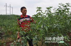 <b>泸州：方洞镇小小花椒树 撑起农民增收半边天</b>
