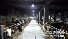 <b>泸州叙永：最大育肥牛养殖基地投用</b>