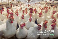 <b>四川内江：一村一品 村民走出致富路</b>