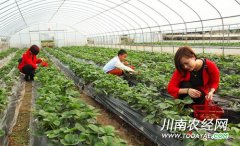 <b>泸州：错季草莓熟了 市场紧俏价格高</b>