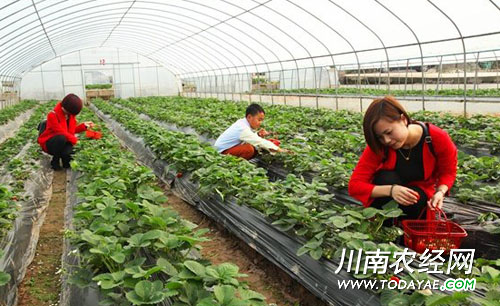 新乐错季草莓.jpg