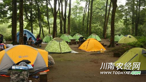 斑竹林安营扎寨.jpg