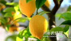 <b>内江威远：发展水果产业 助农增收致富</b>