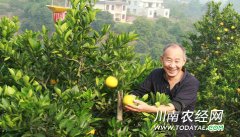 <b>泸州：千亩甜橙丰收 村民致富有门道</b>