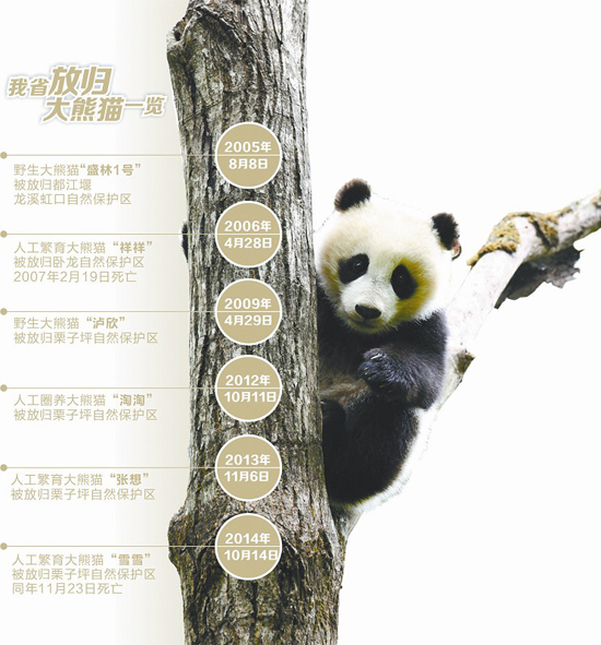 四川大熊猫野化放归.jpg