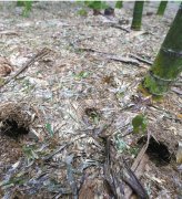 <b>杭州200亩竹园遭市民乱挖笋现场如被炮轰（图）</b>