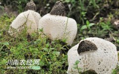 <b>宜宾：长宁发展特色高效农业 促农增收</b>