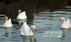 <b>年出栏13万只 宜宾南溪区白鹅产业助农增收</b>