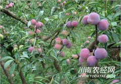<b>栽种茵红李 泸州古二井村致富加速</b>
