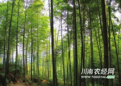 <b>泸州打造多元化竹产业 助农增收</b>