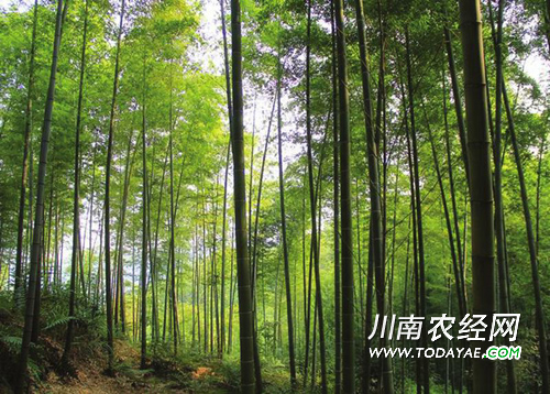 纳溪大旺竹海.jpg