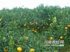 <b>四川内江：不知火杂柑火了 农户增收致富</b>