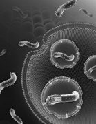 <b>我国科学家发现埃博拉病毒入侵人体原理</b>