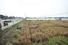 <b>袁隆平成都“宝贝田”扩建百亩 搞农业观光教育</b>