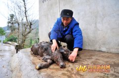<b>四川邻水:一母牛产下双头牛犊</b>