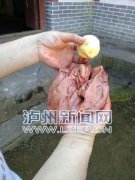 <b>泸州叙永现“巨型鸡肝”重350克</b>