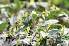 <b>宜宾早茶上市 茶企青睐电商渠道</b>