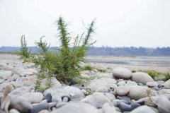 <b>川南发现极度濒危植物 可水下淹没5月不死</b>