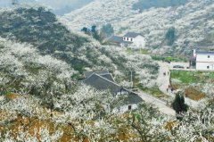 <b>阳春三月 到宜宾筠连赏千亩李花</b>