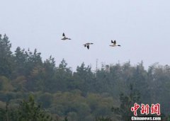 <b>“鸟类中的大熊猫”中华秋沙鸭现身浙江安吉</b>