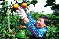 <b>资中血橙大丰收时 果农笑呵呵</b>