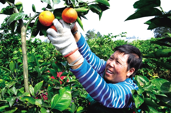 资中县血橙果.jpg