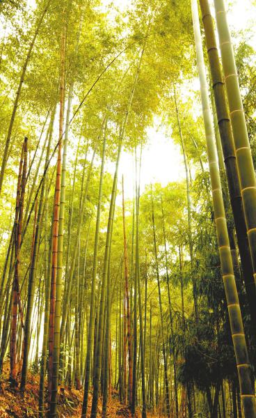 汪代香利用荒山种植的竹，已经笔直挺拔