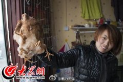<b>山东菏泽惊现“四腿鸡” 专家称不影响食用</b>