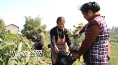 <b>泸州：丰乐优质苗木起运 村民增收致富</b>
