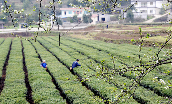 <b>贵州凤冈春茶开采</b>
