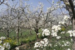 <b>第五届阳光汉源梨花生态节今日盛大开幕</b>