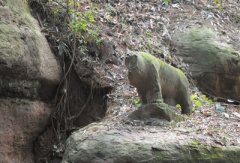 <b>四川眉山：江口石龙再引关注 无证据证实有关张献忠沉银</b>