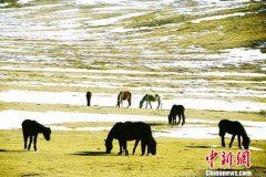 <b>甘肃甘南草原现“春雪牧歌图”</b>