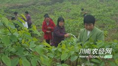 <b>泸州弥陀镇：中寨村小桑葚成大产业 村民致富增收</b>