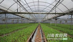 <b>泸州：金钗石斛林下种植基地将达5万亩</b>