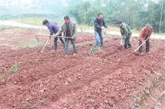 <b>四川乐山：规模种植出效益 小魔芋成就大产业</b>