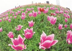 <b>宜宾：大力发展乡村文化旅游</b>