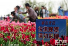 <b>江西九江：市民无视警告牌 疯狂采花践踏花田</b>