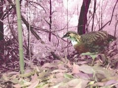 <b>乐山首次拍到世界濒危物种 四川山鹧鸪</b>