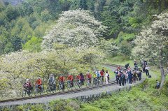 <b>乐山犍为芭蕉沟：坐上小火车 去赏桐子花(组图)</b>