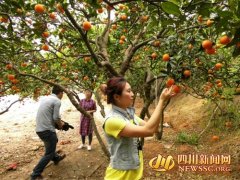 <b>眉山市彭山区第七届黄丰橘花节22日开幕</b>