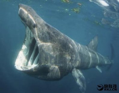 <b>江苏渔民无意捕获大鱼：创下国内纪录</b>