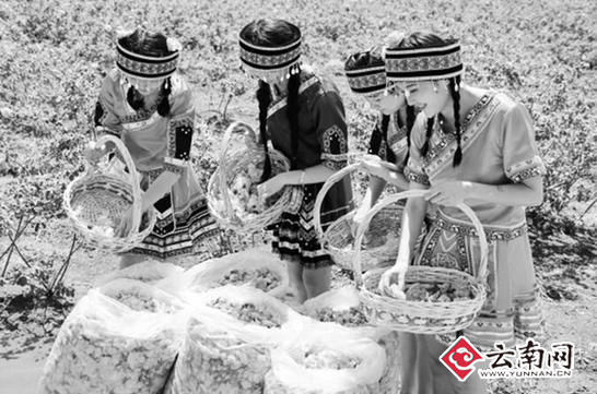 晨光微曦，暗香浮动，大马士革玫瑰竞相绽放，而花农早已穿梭其中，把带着露水的鲜嫩花瓣轻轻摘下，放入篮筐。如果有机会在每年4到6月走进曲靖市沾益县播乐乡，就能在清晨欣赏到万亩玫瑰绽放和花农辛勤采摘的景象。