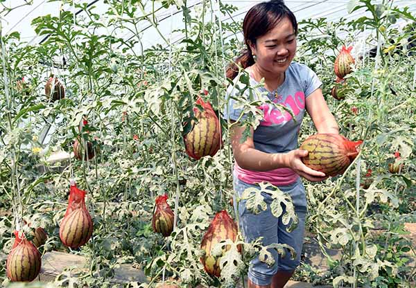 <b>河北霸州：富硒西瓜成农民新宠</b>