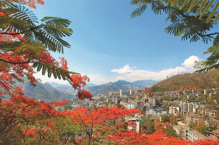 <b>四川最大规模的凤凰树花海盛开</b>