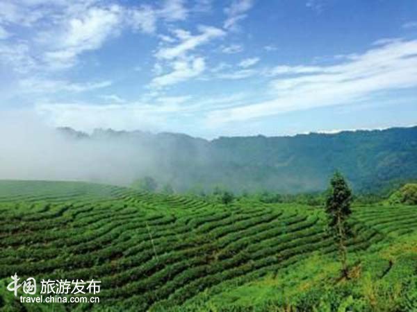 四川宜宾天宫山茶海深藏千年“茶树王”：高35米