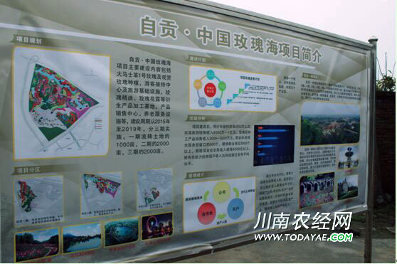 玫瑰海.jpg