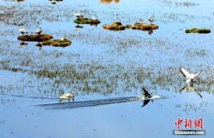 <b>甘肃肃北盐池湾成为候鸟天堂</b>