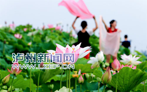 龙马潭区长安慈竹荷花种植基地。记者 牟科 摄